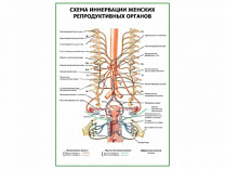 Схема иннервации женских репродуктивных органов плакат глянцевый А1/А2 (глянцевый A1)