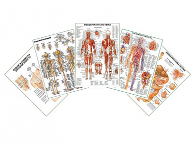 Комплект плакатов для кабинета хирурга глянцевый А1/А2 (глянцевый A1)