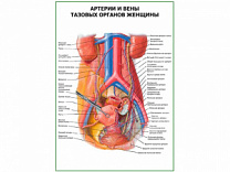 Артерии и вены тазовых органов женщины плакат глянцевый А1/А2 (глянцевый A1)