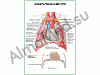 Диафрагмальный нерв плакат ламинированный А1/А2 (ламинированный	A2)