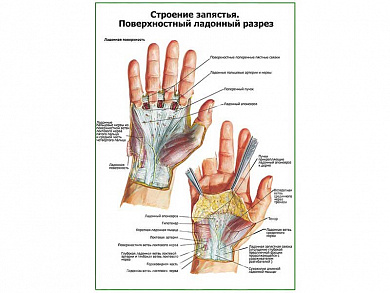 Строение запястья, поверхностный ладонный разрез плакат глянцевый А1/А2 (глянцевый A1)