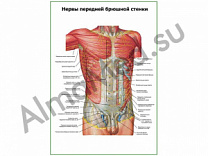 Нервы передней брюшной стенки плакат глянцевый/ламинированный А1/А2 (глянцевый	A2)