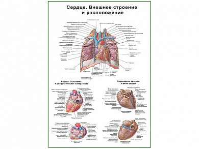 Сердце, внешнее строение и расположение, плакат глянцевый А1/А2 (глянцевый A1)