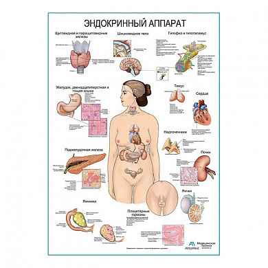 Эндокринный аппарат, плакат глянцевый/ламинированный А1/А2