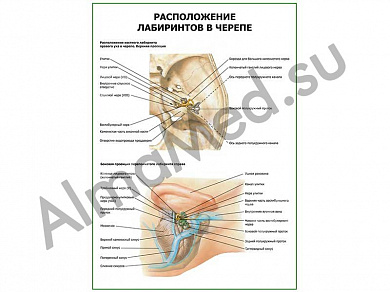 Расположение лабиринтов в черепе плакат глянцевый/ламинированный А1/А2 (глянцевый	A2)