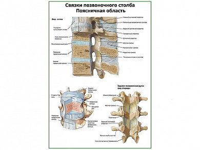 Связки позвоночного столба, позвоночная область плакат глянцевый А1/А2 (глянцевый A1)