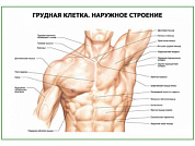 Грудная клетка. Наружное строение плакат глянцевый А1/А2 (глянцевый A1)