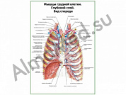 Мышцы грудной клетки. Глубокий слой. Вид спереди плакат глянцевый/ламинированный А1/А2 (глянцевый	A2)