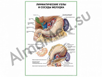Лимфатические узлы и сосуды желудка плакат глянцевый/ламинированный А1/А2 (глянцевый	A2)