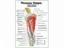 Мышцы бедра вид спереди, продолжение, плакат глянцевый А1/А2 (глянцевый A1)