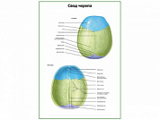 Свод черепа плакат глянцевый А1/А2 (глянцевый A2)