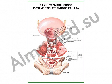 Сфинктеры женского мочеиспускательного канала плакат ламинированный А1/А2 (ламинированный	A2)