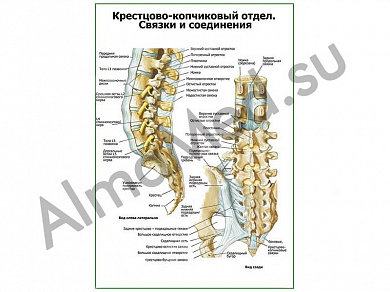 Связки и соединения крестцово-копчикового отдела плакат ламинированный А1/А2 (ламинированный	A2)
