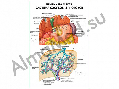 Печень. Сосуды и протоки плакат глянцевый/ламинированный А1/А2 (глянцевый	A2)