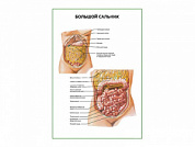 Большой сальник плакат глянцевый  А1/А2 (глянцевый A2)