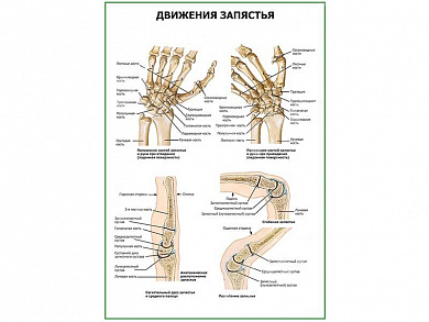 Движения запястья плакат глянцевый А1/А2 (глянцевый A2)