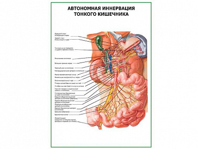 Автономная иннервация тонкого кишечника плакат глянцевый А1/А2 (глянцевый A2)