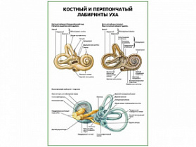 Костный и перепончатый лабиринты уха плакат глянцевый А1/А2 (глянцевый A2)