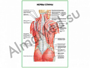 Нервы спины плакат ламинированный А1/А2 (ламинированный	A2)