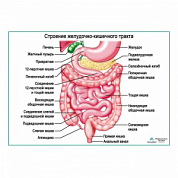 Строение желудочно-кишечного тракта, плакат глянцевый  А1+/А2+ (глянцевый холст от 200 г/кв.м, размер A1+)