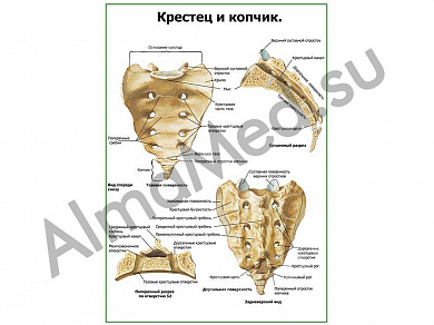 Крестец и копчик плакат ламинированный А1/А2 (ламинированный	A2)