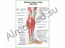 Мышцы голени и стопы, вид сбоку плакат глянцевый/ламинированный А1/А2 (глянцевый	A2)