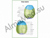 Свод черепа плакат ламинированный А1/А2 (ламинированный	A2)