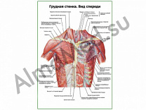 Грудная стенка. Вид спереди плакат глянцевый/ламинированный А1/А2 (глянцевый	A2)