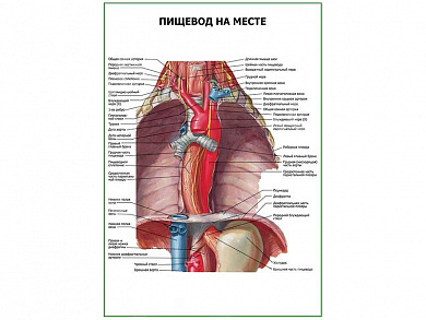 Пищевод на месте плакат глянцевый  А1/А2 (глянцевый A1)