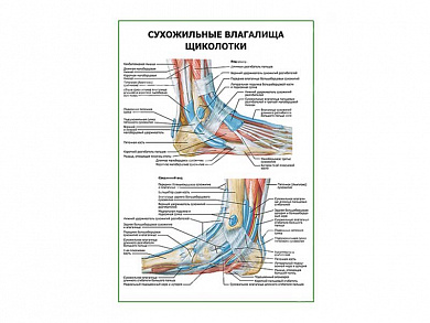 Сухожильные влагалища щиколотки плакат глянцевый А1/А2 (глянцевый A2)