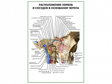 Расположение нервов и сосудов в основании черепа плакат глянцевый А1/А2 (глянцевый A1)