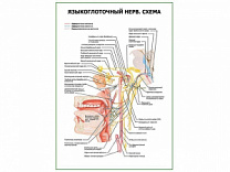 Языкоглоточный нерв. Схема плакат глянцевый А1/А2 (глянцевый A2)