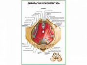 Диафрагма мужского таза плакат глянцевый А1/А2 (глянцевый A2)