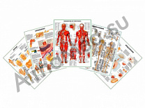 Комплект плакатов для кабинета ревматолога ламинированный А1/А2 (ламинированный	A2)