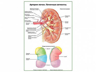 Артерии почки и сегменты плакат глянцевый А1/А2 (глянцевый A1)