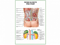 Почки на месте. Вид сзади, плакат глянцевый А1/А2 (глянцевый A1)