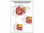 Слизистая и мышцы 12-типерстной кишки плакат глянцевый  А1/А2 (глянцевый A1)