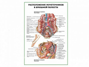 Расположение мочеточников в брюшной полости плакат глянцевый А1/А2 (глянцевый A1)