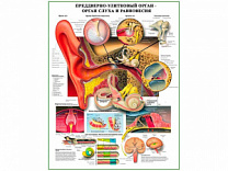 Преддверно-улитковый орган слуха и равновесия, плакат глянцевый А1/А2 (глянцевый A2)