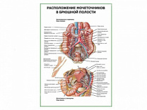 Расположение мочеточников в брюшной полости плакат глянцевый А1/А2 (глянцевый A1)