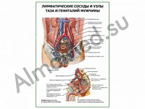 Лимфатические сосуды и узлы таза и гениталий мужчины плакат ламинированный А1/А2 (ламинированный	A2)