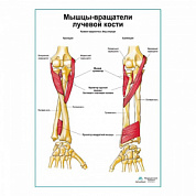Мыщцы-вращатели лучевой кости плакат глянцевый А1+/А2+ (матовый холст от 200 г/кв.м, размер A1+)