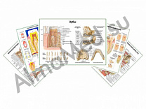 Комплект плакатов для кабинета стоматолога глянцевый/ламинированный А1/А2 (глянцевый	A2)