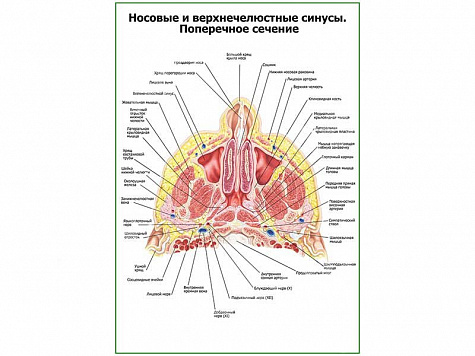 Носовые и верхнечелюстные синусы плакат глянцевый А1/А2 (глянцевый A1)