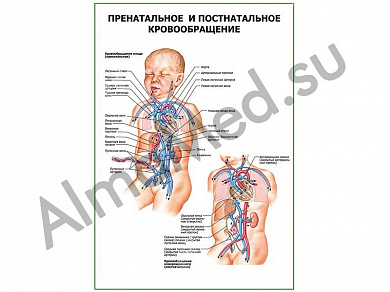 Пренатальное и постнатальное кровообращение плакат ламинированный А1/А2 (ламинированный	A2)