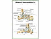 Связки и сухожилия щиколотки плакат глянцевый А1/А2 (глянцевый A1)