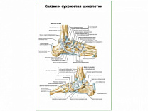 Связки и сухожилия щиколотки плакат глянцевый А1/А2 (глянцевый A1)