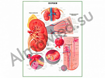 Строение почки, плакат ламинированный А1/А2 (ламинированный	A2)