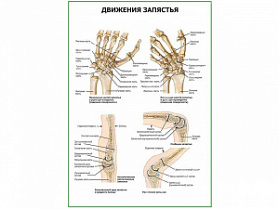 Движения запястья плакат глянцевый А1/А2 (глянцевый A1)