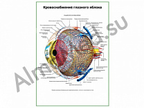 Кровоснабжение глазного яблока плакат глянцевый/ламинированный А1/А2 (глянцевый	A2)